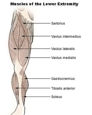 Reiden etuosan lihakset. Kuva: Wikipedia