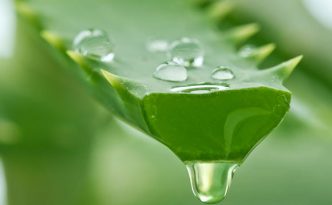 Reseptejä ja treenejä: Aloe veran käyttö sisäisesti ja ulkoisesti